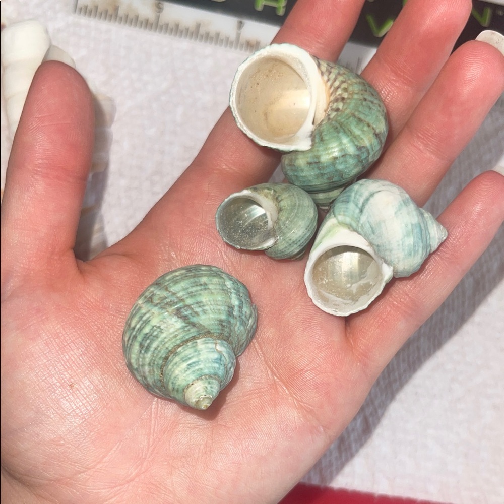 Assorted Seashell Collection - Picture 7 of 10